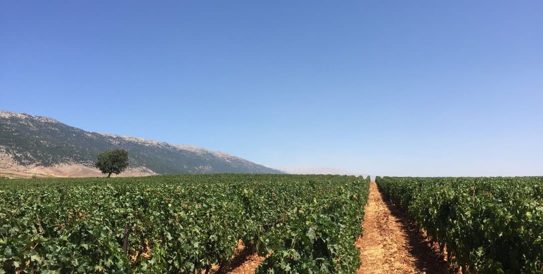 Vineyard rows in Lebanon's Bekaa Valley