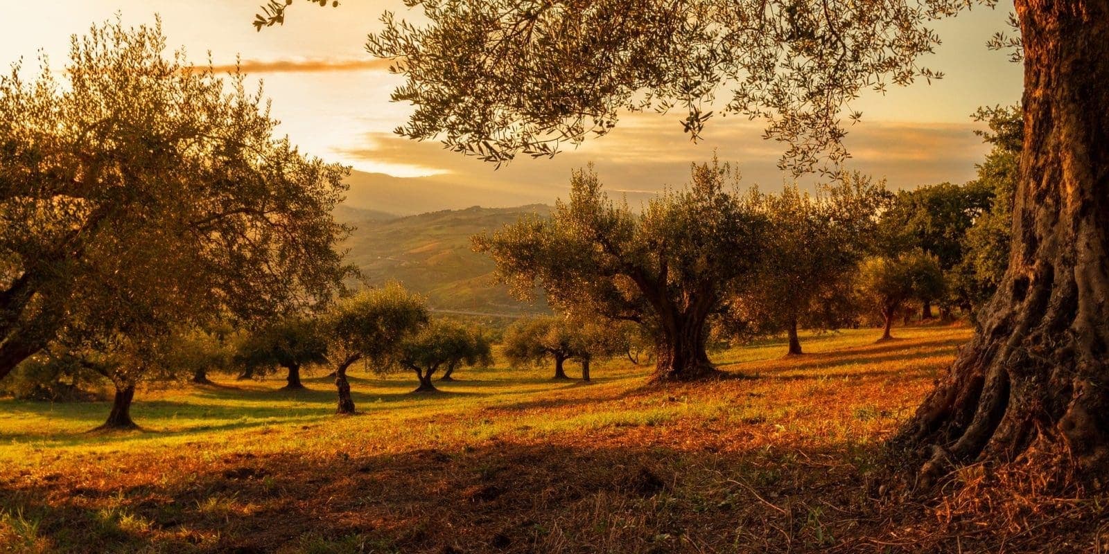 An olive grove at golden hour