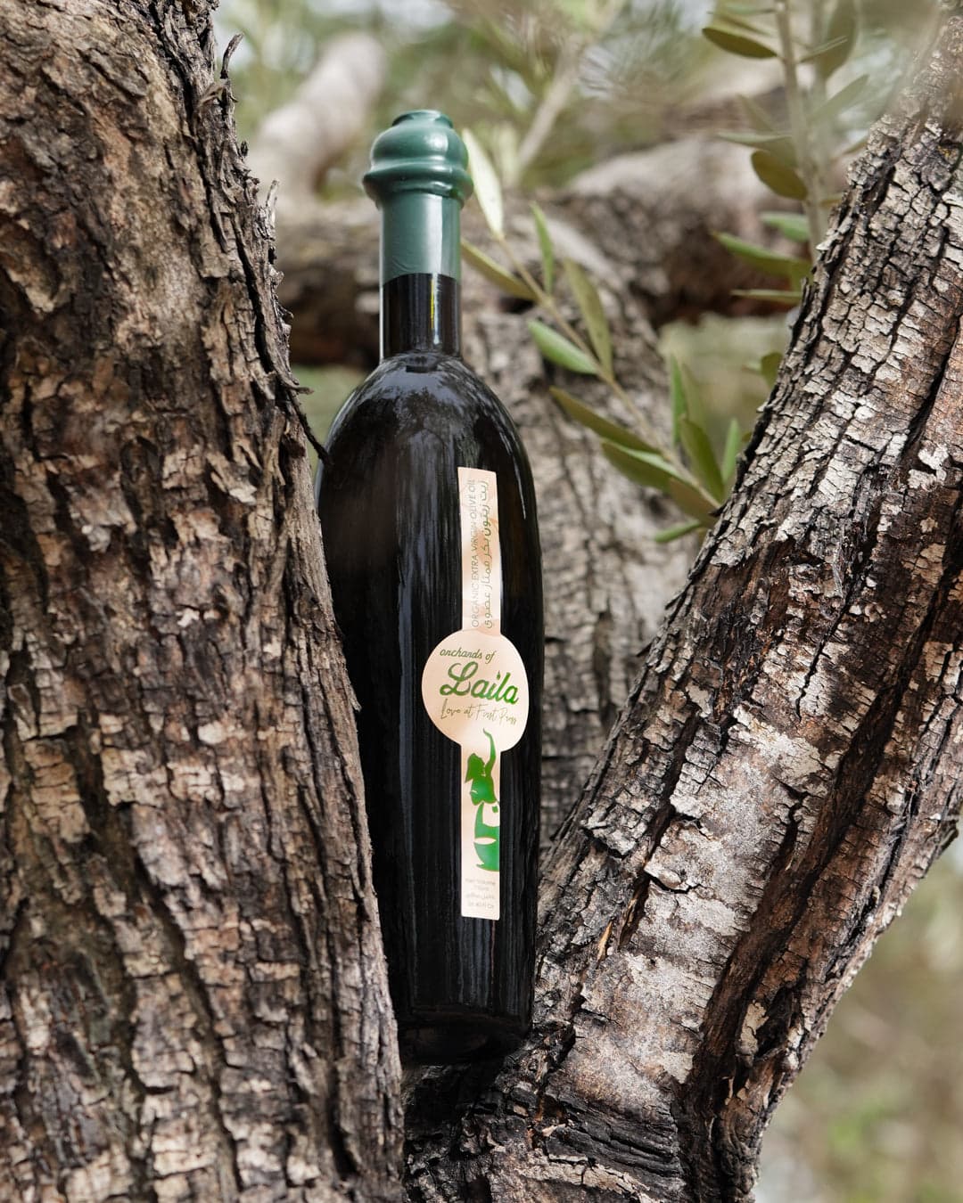 Orchards of Laila olive oil bottle set within an olive tree